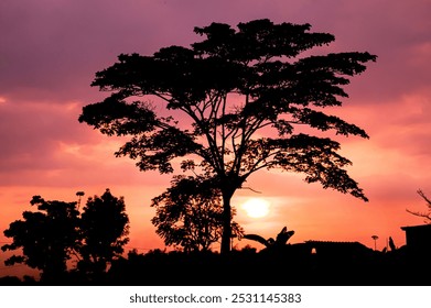 black tree silhouette with evening sunset golden hour sky. focus tree. noisy. Similar others  - Powered by Shutterstock