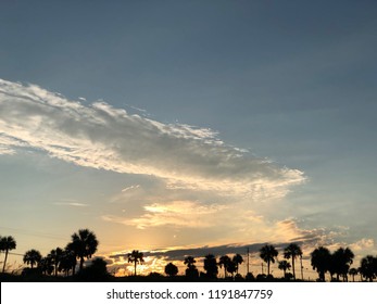 Black Treeline/horizon Against A Morning Sky; PCB, Florida.