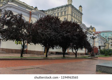 The black trees