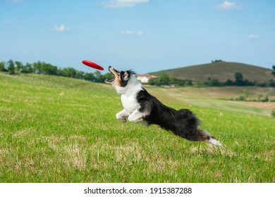 Black Tricolor Australian Shepherd Dog Is Jumping High To Catch A Frisbee In The Air. Nice Country Background