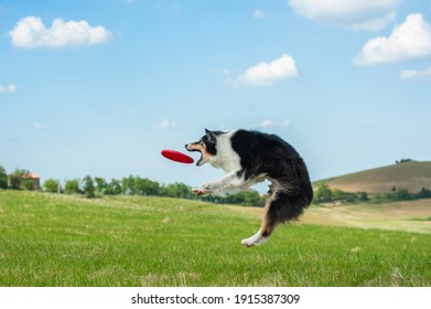 Black Tricolor Australian Shepherd Dog Is Jumping High To Catch A Frisbee In The Air. Nice Country Background