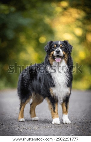 Similar – Image, Stock Photo Portrait of Australian Shepherd puppy bathing in water in Beskydy mountains, Czech Republic. Enjoying the water and looking for his master