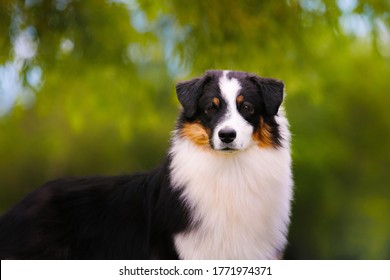 Black Tricolor Australian Shepherd Male From Kennel Diamond Rush Named Denis