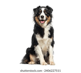 Black Tricolor Australian Shepherd panting mouth open and looking at the camera, isolated on white - Powered by Shutterstock