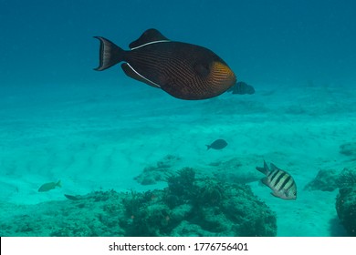 Black Triggerfish Or Black Durgon (Melichthys Niger) Cozumel, Mexico