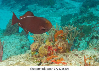 Black Triggerfish Or Black Durgon (Melichthys Niger) Cozumel, Mexico