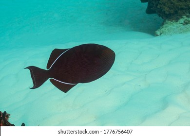 Black Triggerfish Or Black Durgon (Melichthys Niger) Cozumel, Mexico