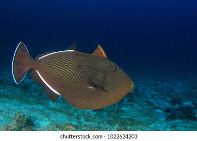 Black Triggerfish Fish