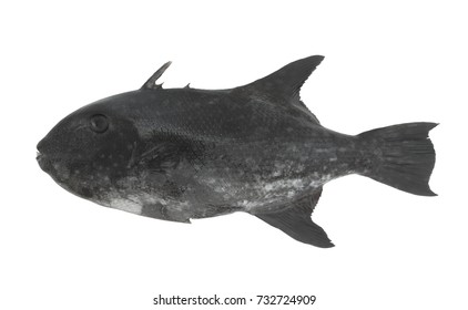 Black Triggerfish Isolated 