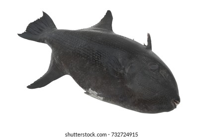 Black Triggerfish Isolated On White Background