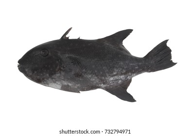 Black Triggerfish Isolated On White Background