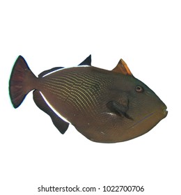 Black Triggerfish Reef Fish Isolated On White Background