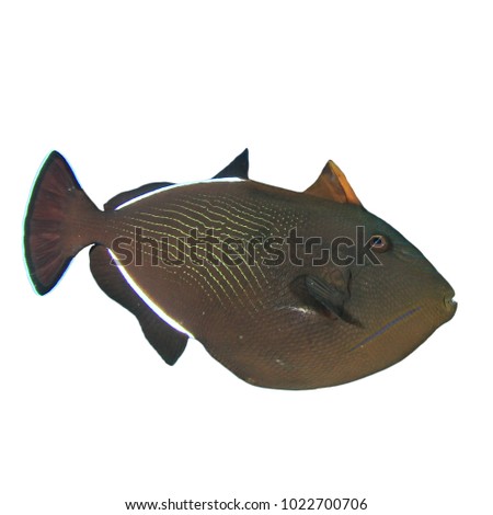 Black Triggerfish reef fish isolated on white background