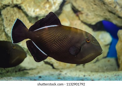 Black Triggerfish Swimming In A Large Fish Tank