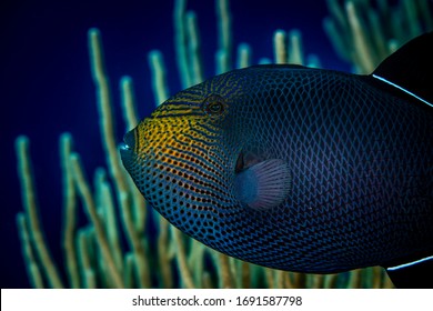 Black Triggerfish Swimming Over Coral Reef In The Cayman Islands