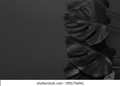 Black tropical monstera leaves on dark background with space for text - Powered by Shutterstock