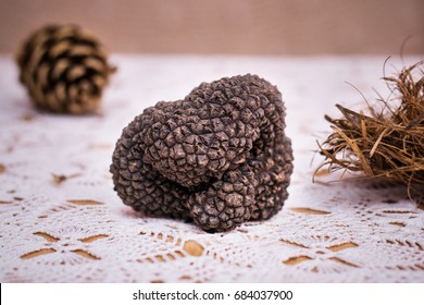 Black Truffle, Tuber Melanosporum, Périgord  Truffle Or French Black Truffle