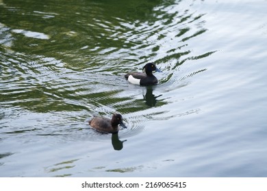 Black Tufted Duck Birds Flow On The Water