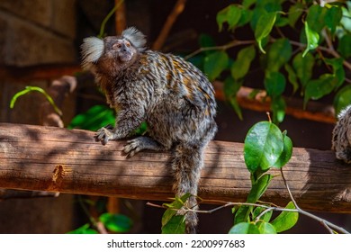 Black Tufted Marmoset In Monkey Park At Tenerife, Canary Islands, Spain.