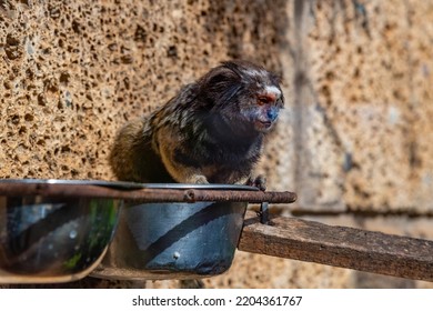 Black Tufted Marmoset In Monkey Park At Tenerife, Canary Islands, Spain.