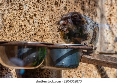 Black Tufted Marmoset In Monkey Park At Tenerife, Canary Islands, Spain.