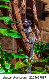 Black Tufted Marmoset In Monkey Park At Tenerife, Canary Islands, Spain.