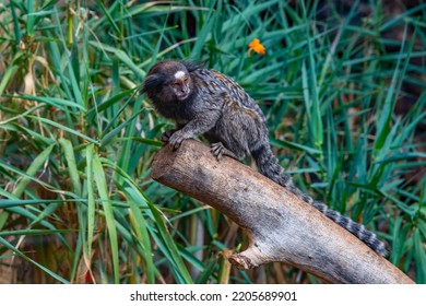 Black Tufted Marmoset In Monkey Park At Tenerife, Canary Islands, Spain.