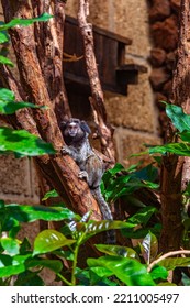 Black Tufted Marmoset In Monkey Park At Tenerife, Canary Islands, Spain.