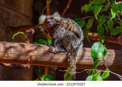 Black Tufted Marmoset In Monkey Park At Tenerife, Canary Islands, Spain.