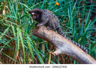 Black Tufted Marmoset In  Park At Tenerife, Canary Islands, Spain.