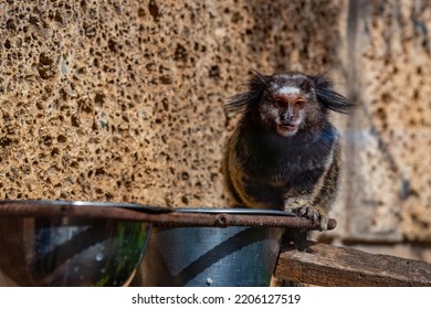 Black Tufted Marmoset In Park At Tenerife, Canary Islands, Spain.