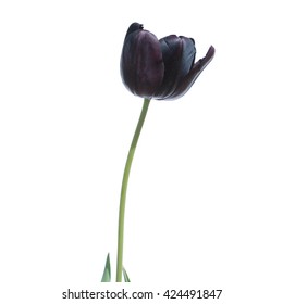 Black tulip isolated on white background