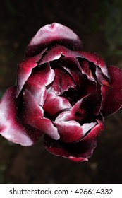 A black tulip macro
