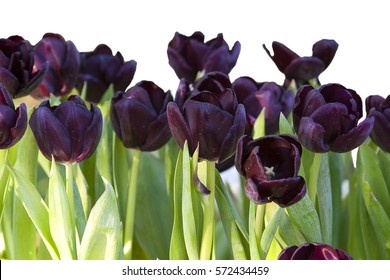 Black tulip on white background