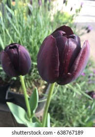 Black Tulip 'Queen Of The Night' Botanical Name: Tulipa Queen Of Night