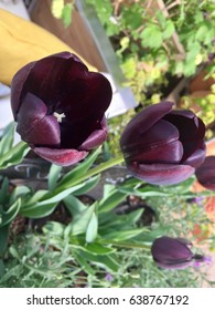 Black Tulip 'Queen Of The Night' Botanical Name: Tulipa Queen Of Night