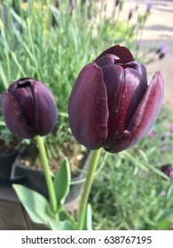 Black Tulip 'Queen Of The Night' Botanical Name: Tulipa Queen Of Night