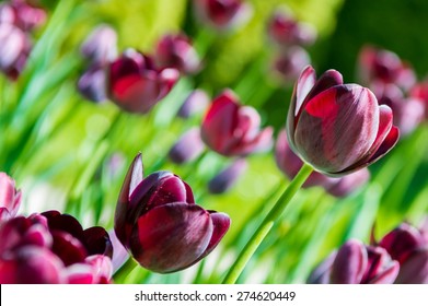 Black tulips. Beautiful tulips growing in spring.