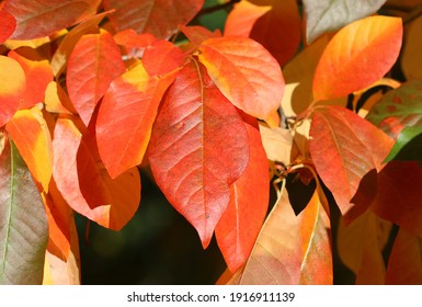 Black Tupelo - In Autumn Colors