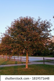 Black Tupelo Or Black Gum Tree In Early Autumn Showing Some Color