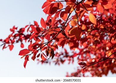 Black Tupelo Tree In Autumn