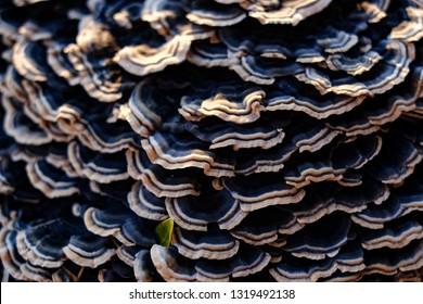 Black Turkey Tail Mushroom