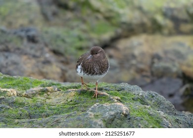 Black Turnstone is a fairly small, stocky shorebird with short, chisel-like bill. Dark charcoal-colored overall with white belly.