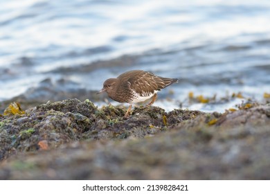 Black Turnstone is a fairly small, stocky shorebird with short, chisel-like bill. Dark charcoal-colored overall with white belly. 
