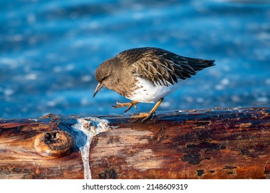 Black Turnstone is a fairly small, stocky shorebird with short, chisel-like bill. Dark charcoal-colored overall with white belly.