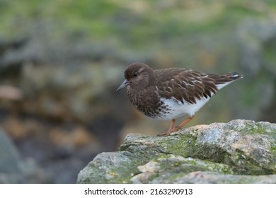 Black Turnstone is a fairly small, stocky shorebird with short, chisel-like bill. Dark charcoal-colored overall with white belly. In breeding plumage