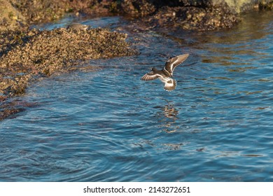 Black Turnstone flying at seaside. It is a fairly small, stocky shorebird with short, chisel-like bill. Dark charcoal-colored overall with white belly.