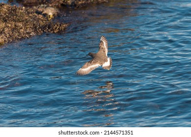 Black Turnstone flying at seaside, it is a fairly small, stocky shorebird with short, chisel-like bill. Dark charcoal-colored overall with white belly. 