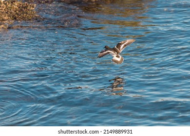 Black Turnstone flying at seaside, it is a fairly small, stocky shorebird with short, chisel-like bill. Dark charcoal-colored overall with white belly.