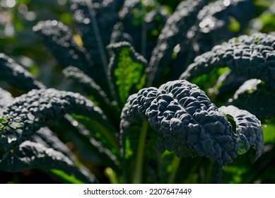 Black Tuscan Kale Growing In The Sun
